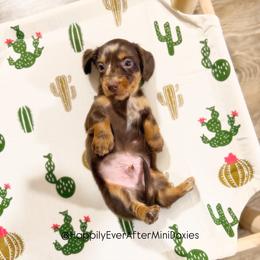 Winston - Dapple male Dachshund puppy in Robesonia, Pennsylvania from Happily Ever After’s Puppies