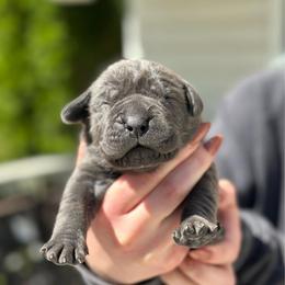 Sugar Snap - Gray female Cane Corso puppy in Lusby, Maryland from Coastal View Kennels