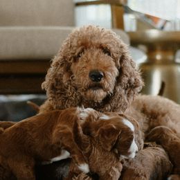 Annie - Goldendoodle