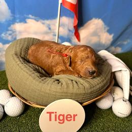 Tiger Woods - Red  male Goldendoodle puppy in Chelan, Washington from North Cascades Doodles