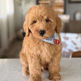 Tuesday - Red  male Goldendoodle puppy in Bakersfield, California from Diamond K Doodles