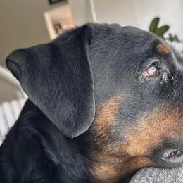 Rottweilers from Cuda’s Rotties