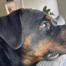Rottweilers from Cuda’s Rotties