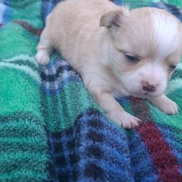 PUMPKIN - Cream and white male Chihuahua puppy in Gray, Louisiana from Chi Chi's Place LLC
