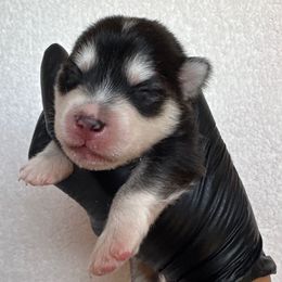 Violet - Black and white female Pomsky puppy in Mc Minnville, Oregon from West Coast Pomskies