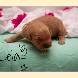 Leia - Dark golden female Golden Retriever puppy in Driggs, Idaho from SK Golden Retrievers