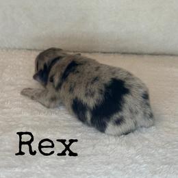 Rex - Blue merle male Pomeranian puppy in Lexington, Oklahoma from BooneDox Miniature Dachshunds