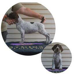 Focaccia (yellow) - Liver roan female German Shorthaired Pointer puppy in Marshfield, Missouri from Suma Kennels
