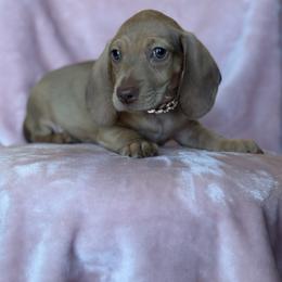 Apollo 1675 - Red male Dachshund puppy in Barbourville, Kentucky from The Bossy Doxie Farm