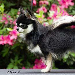 Tyrone - Chihuahua