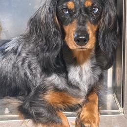Riley - Dachshund
