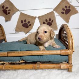 Daxx - Cream male Dachshund puppy in New Albany, Mississippi from Double A. Doxies