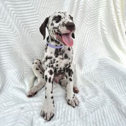 Boy 4 - White and liver brown male Dalmatian puppy in Lockhart, Texas from Haus of Dals