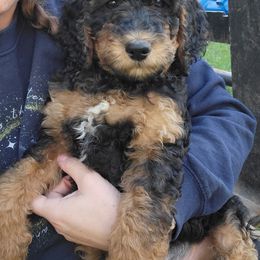 Little Dove (Yellow collar) - Tri-color female Bernedoodle puppy in Brandon, Iowa from Willow Creek Farm