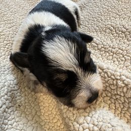 Thaddeus - Parti male Miniature Schnauzer puppy in Crestview, Florida from 850Schnauzers