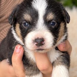 Reba - Black and white female Cardigan Welsh Corgi puppy in Kerens, West Virginia from Leather & Lace