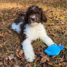 Biscuit ( Tortoni ) - Parti female Goldendoodle puppy in Sterling, Connecticut from Justine’s Retrievers and Doodles