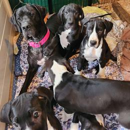 Twixy - Great Dane