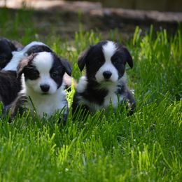 Cardigan Welsh Corgi Puppies from Grandiose Cardigan Welsh Corgis