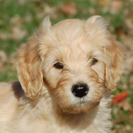 Boy lime 10 - Apricot male Goldendoodle puppy in Colchester, Connecticut from Top of the Hill Doodles