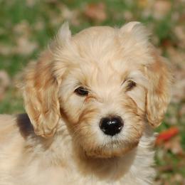 Boy lime 10 - Apricot male Goldendoodle puppy in Colchester, Connecticut from Top of the Hill Doodles
