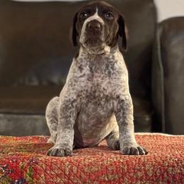Girl 2 - female German Shorthaired Pointer puppy in Bend, Oregon from Endersgame GSPs