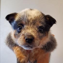 Spotted - Blue speckled female Australian Cattle Dog puppy in Lenoir, North Carolina from Blue Coyote Ranch