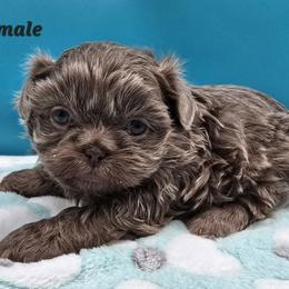 Lilac Girl 1 - Lilac female Shih Tzu puppy in Oakville, Washington from Garrard Creek Shih Tzus
