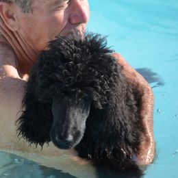 Poodle Puppies from D and D Standard Poodles
