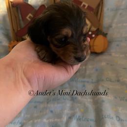 Hugo - Cream male Dachshund puppy in East Dover, Vermont from Audet’s Mini Dachshunds
