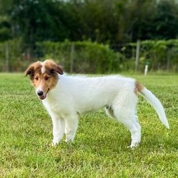 Goofy - White male Collie puppy in St Augustine, Florida from Saltwater Collies LLC