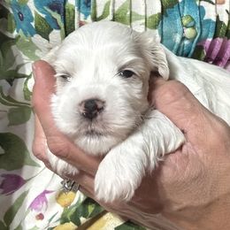 Male 2 - White male Havanese puppy in Congerville, Illinois from Happy Go Lucky Havanese