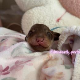 Smokey-5000 - Chocolate and cream male Dachshund puppy in Summerfield, Florida from Dachshundly Perfect