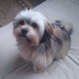 Milly - Morkie