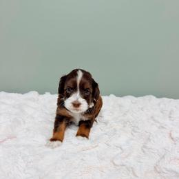 Sylvie - female Labradoodle puppy in Springfield, Ohio from Dawson & Daryn's Royal Companions
