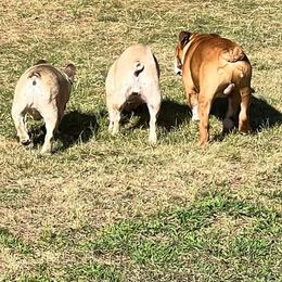 French Bulldogs from Julie's Frenchies