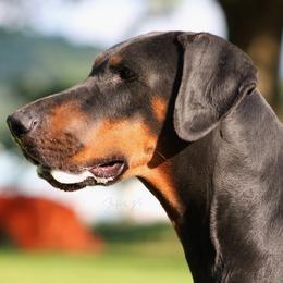 Doberman Pinscher puppies from 32 Farms