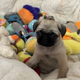 Violet Collar Girl - Fawn female Pug puppy in Niota, Tennessee from Chantilly Lace Pugs