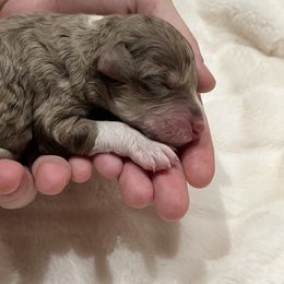 Acorn - Red merle male Aussiedoodle puppy in Springfield, Missouri from Aspen River Doodles
