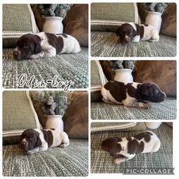 Odin - Liver roan male German Shorthaired Pointer puppy in Ulen, Minnesota from North Wind Gundogs
