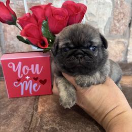 Green collar - Brindle male Pug puppy in Tucson, Arizona from Furever Friends