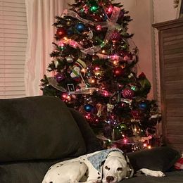 Dalmatian Puppies from Rainier DALS LUA Dalmatians of Washington