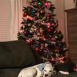 Dalmatian Puppies from Rainier DALS LUA Dalmatians of Washington