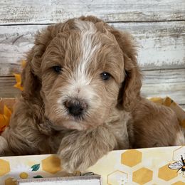 Goldendoodle and Poodle Puppies from Mustanghills Doodles and Poodles