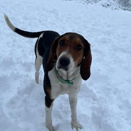 Treeing Walker Coonhounds from Red Oak Kennels