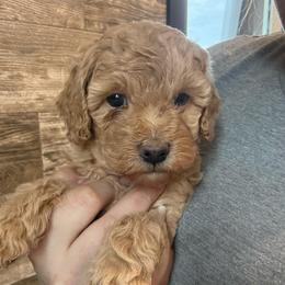 Rosie - Red  female Poodle puppy in Osseo, Michigan from Paws in the Country