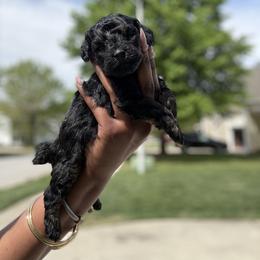 Sebastian - Phantom male Poodle puppy in Garner, North Carolina from House of Paws Heritage Nursery