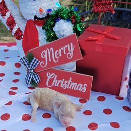 Sugarplum - Red female Cavapoo puppy in Dallas, Texas from Halo's Heroes Doodles