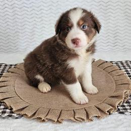 Rowen - Red tri-color female Australian Shepherd puppy in Mountain Grove, Missouri from K Bar H Farms