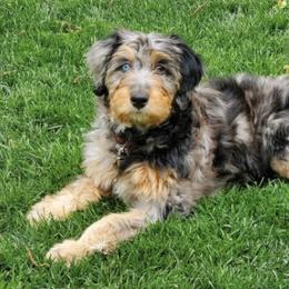 Aussiedoodles, Australian Shepherds, Bernedoodles, Cockapoos, and Pembroke Welsh Corgis from Red Barn Rascals